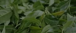 Herbal